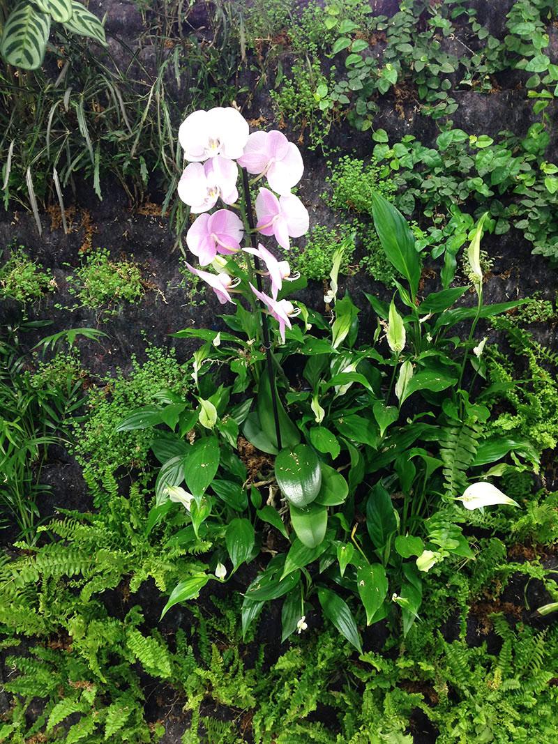 Orquídeas en jardín vertical