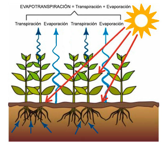 Evapotranspiración en las cubiertas vegetales