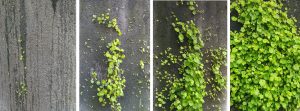 Crecimiento de Jardín Vertical LeafSkin