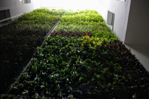 jardín vertical interior jardines verticales greenwall muro vivo muro verde