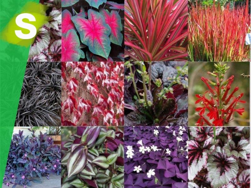 Plantas de hoja roja para jardines verticales - SingularGreen