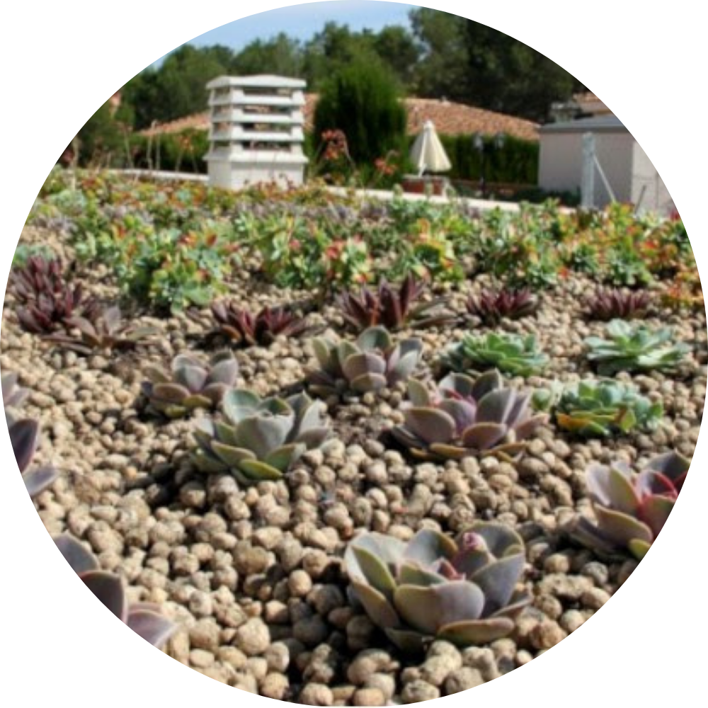 Cubierta vegetal baobab en Valencia