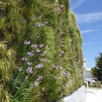 Jardines verticales en Mallorca