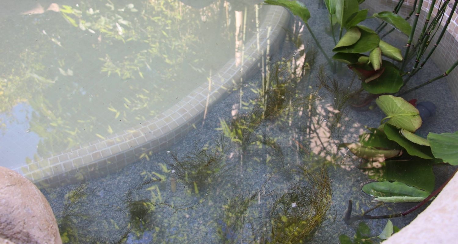 Plantación estanque artificial