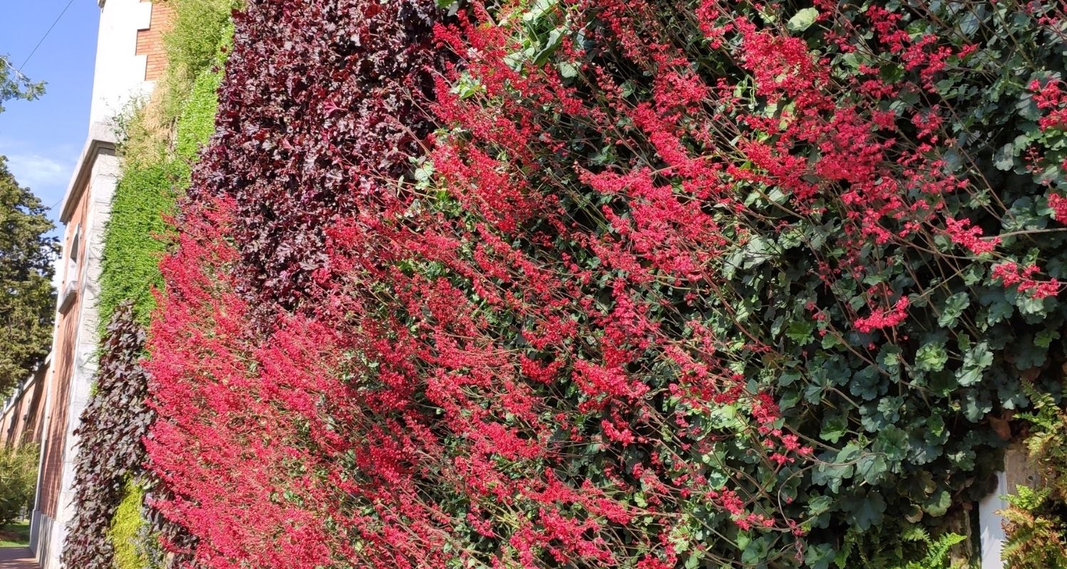 Detalle de plantas rojas colocadas en un jardín vertical en Madrid