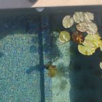 piscina sin cloro, plantas flotando