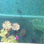 Detalle plantas acuáticas piscina ecológica