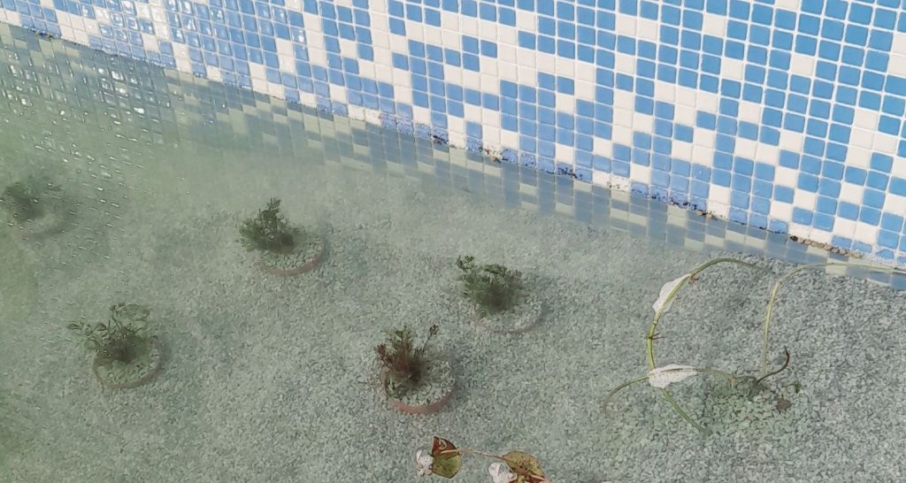 Plantacion de una piscina natural reconvertida