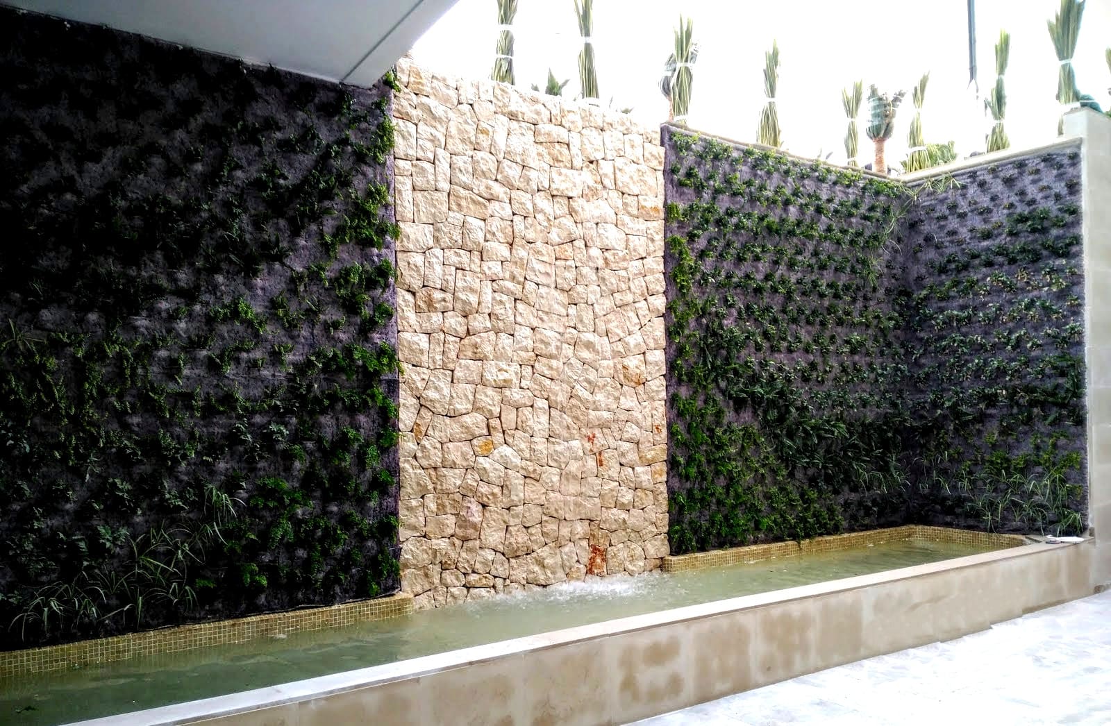 Jardín vertical en terraza en proceso de crecimiento del hotel Cap negret en Altea