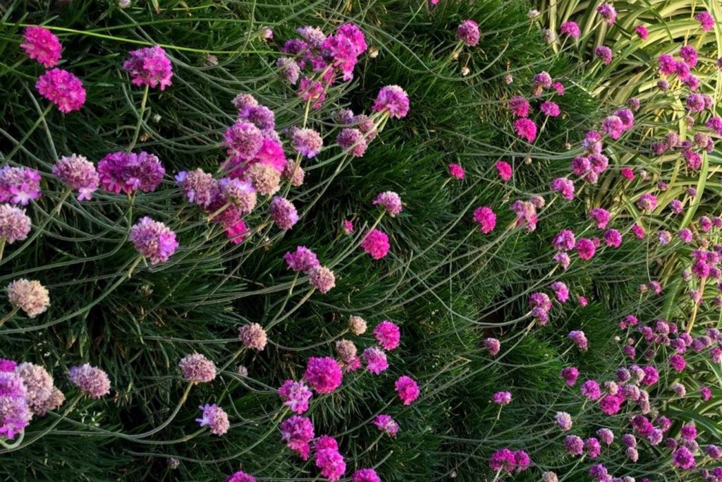 Armeria maritima en un jardin vertical en Andalucia