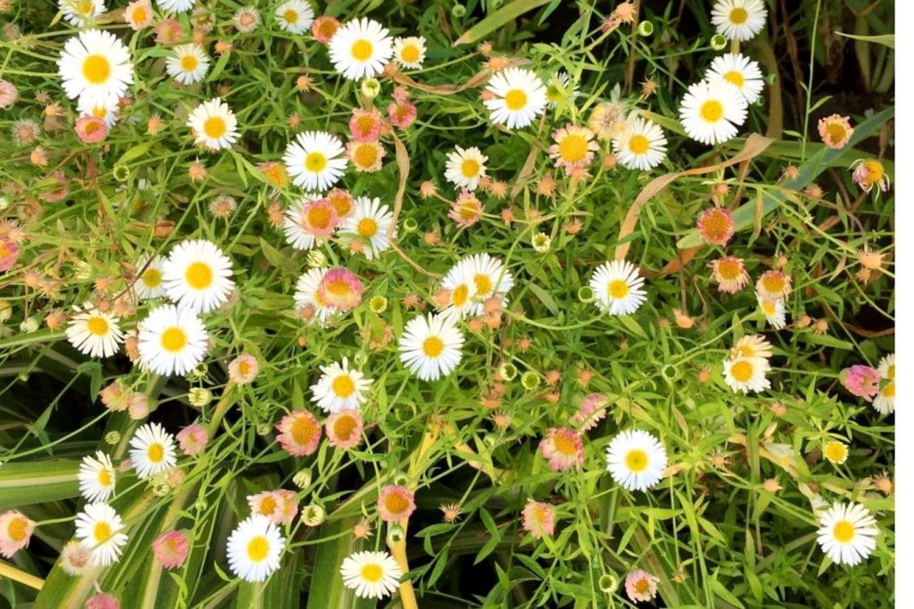 Erigeron karvinskianus en jardín vertical en Andalucia