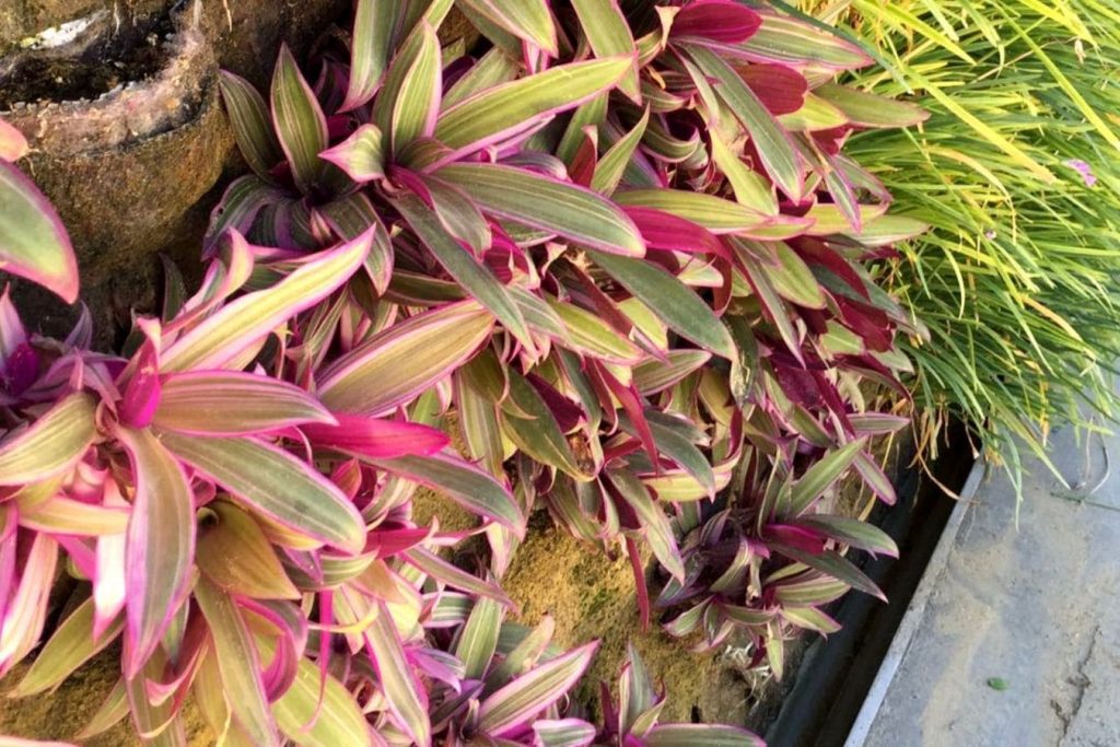 Tradescantia spathacea en un jardín vertical en Andalucia