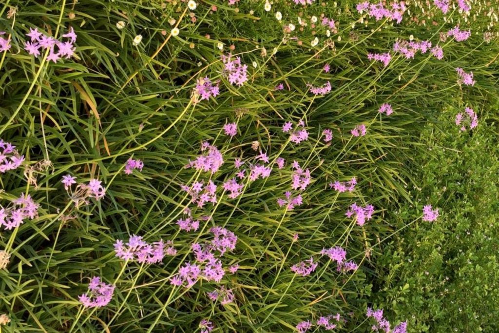 Tubalghia violacea en un jardín vertical en Andalucia