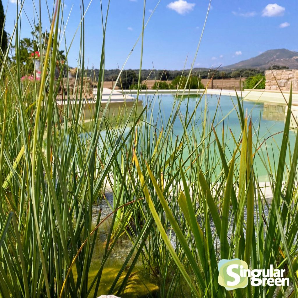 piscina ecológica