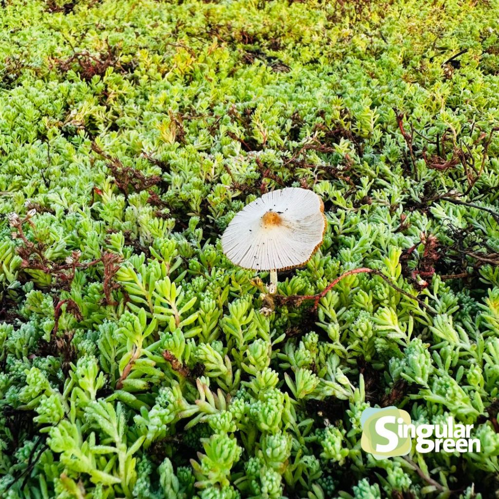 Cubierta vegetal en Sagunto