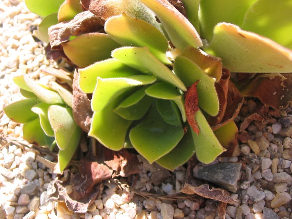 CC BY-SA 3.0, https://commons.wikimedia.org/w/index.php?curid=248730