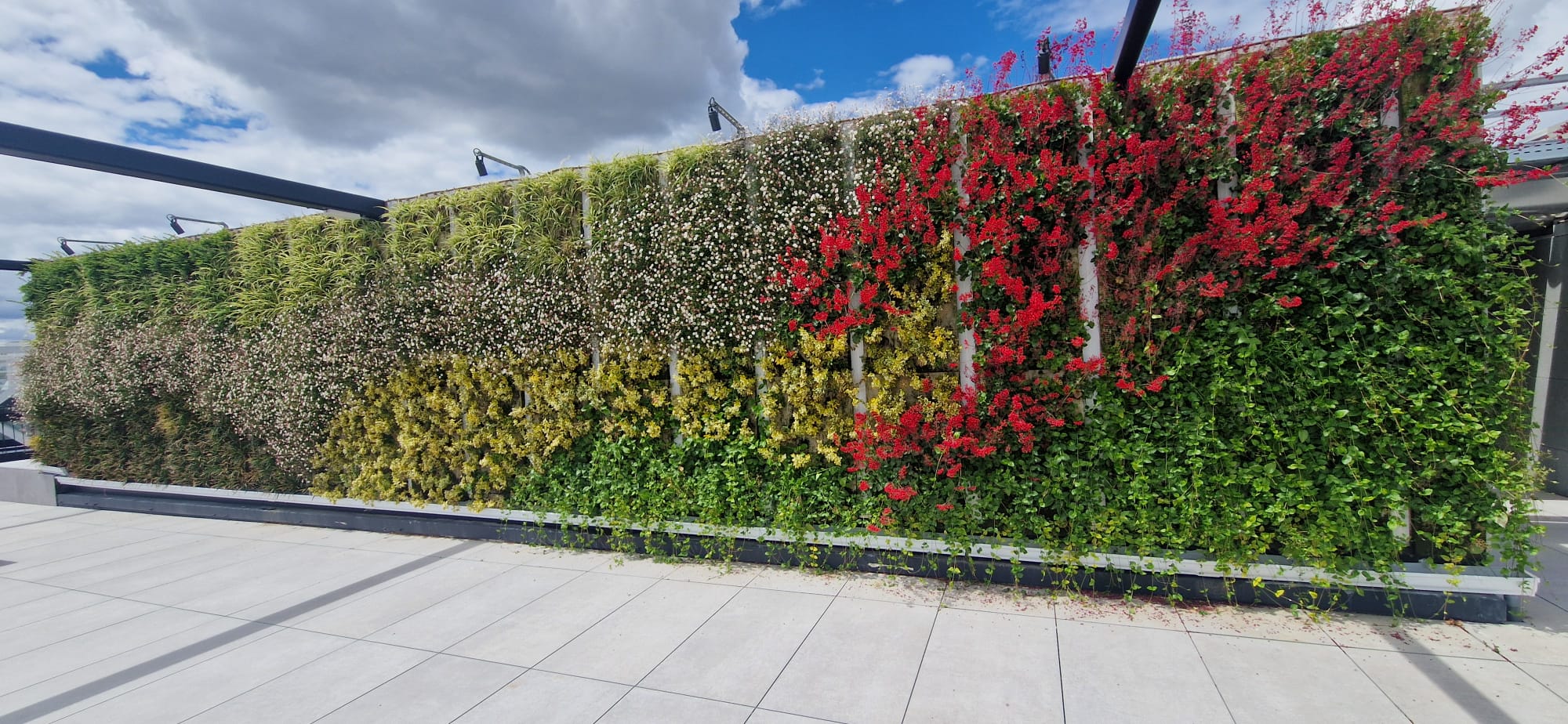 Detalle de plantación en el sustrato inerte en Madrid