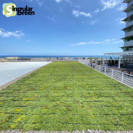 cubierta vegetal rizoma