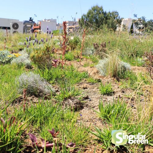 Cubiertas vegetales alcantarilla, Murcia